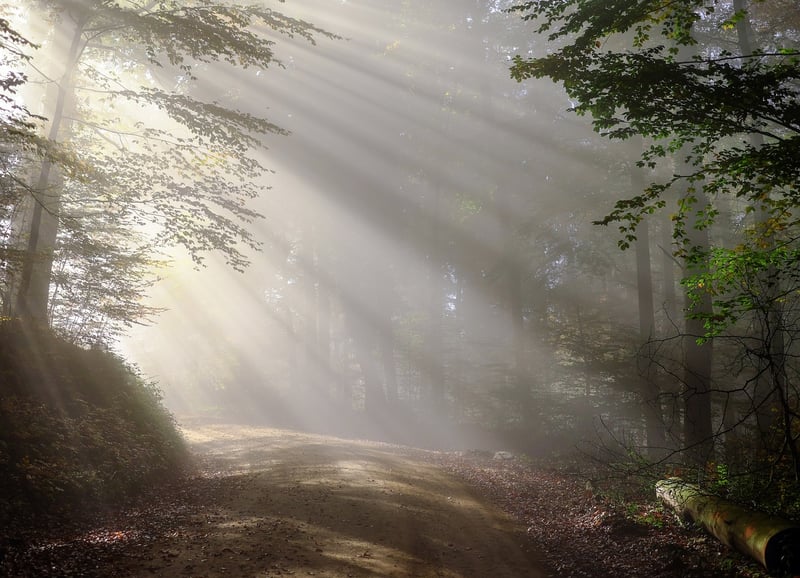 Enchanted Forest